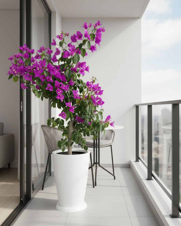 Buganvilla Fucsia Extra grande en maceta fibra de vidrio