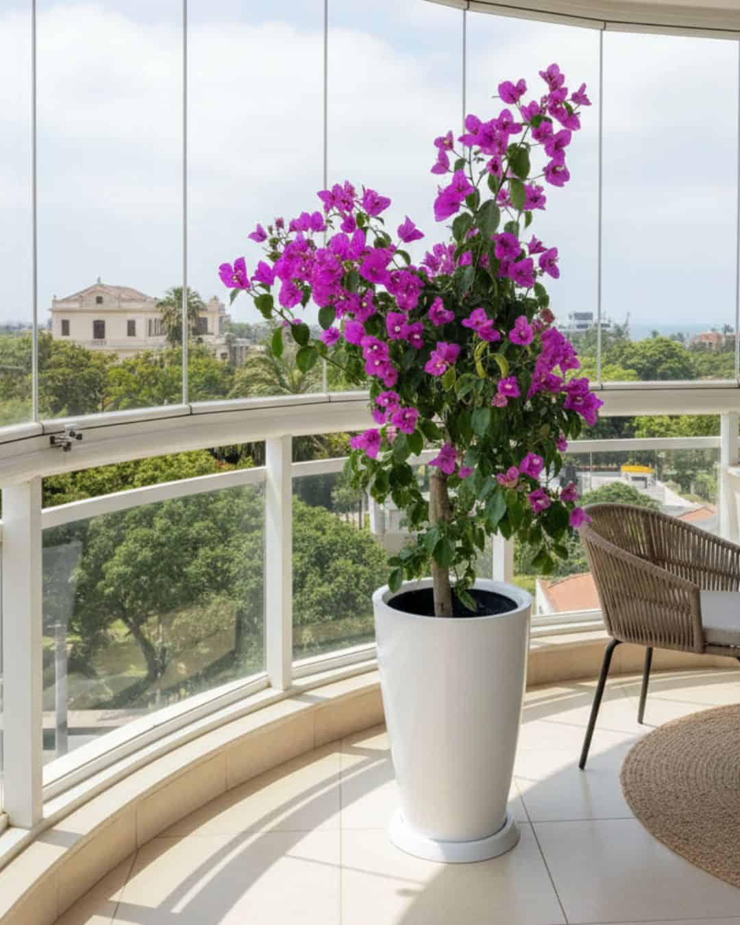 Buganvilla Fucsia Extra grande en maceta fibra de vidrio