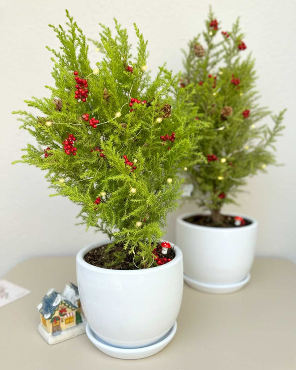 Árbol  de navidad natural - Cipres Limón