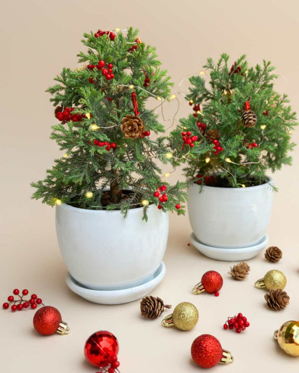 Árbol  de navidad natural - Cipres Azul