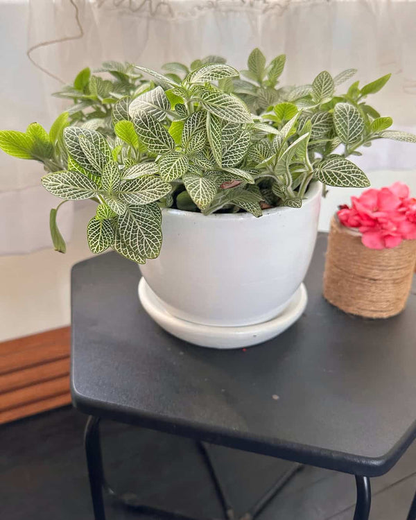Fitonia Blanca