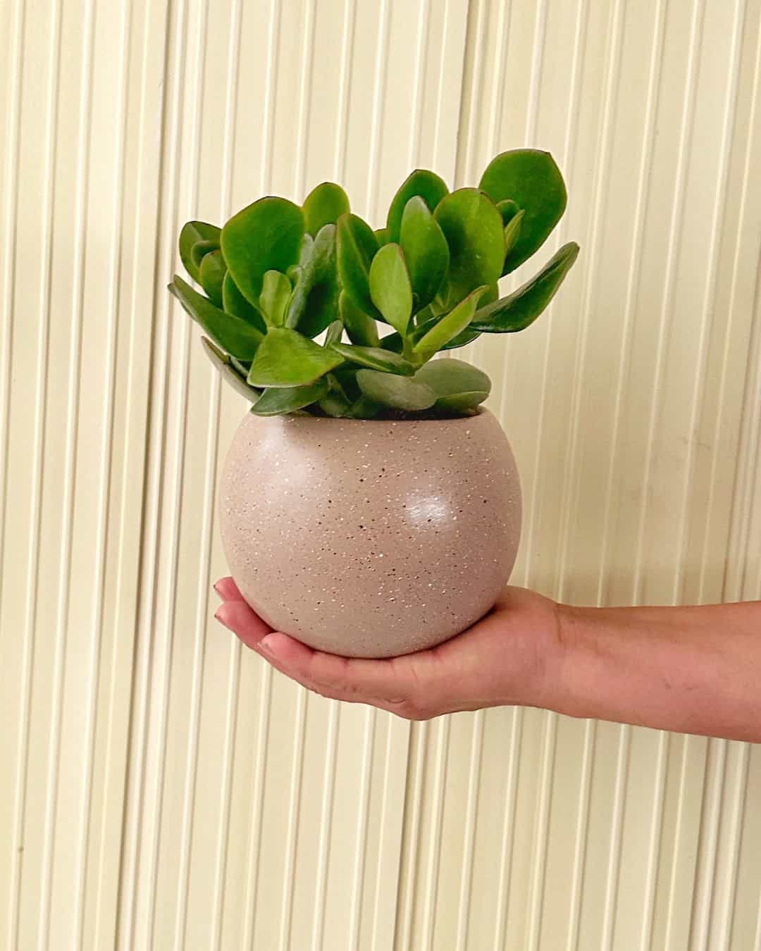 planta jade chino Árbol de Jade