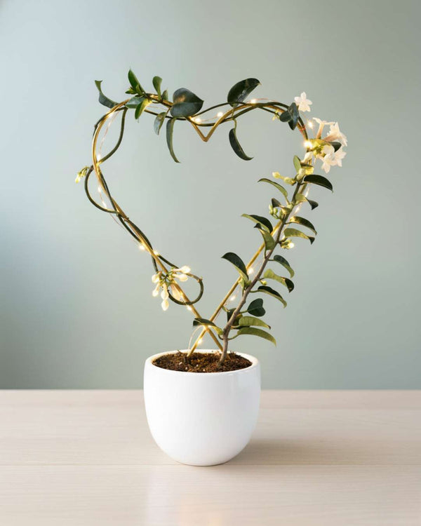 Jazmín de Madagascar - planta aromática