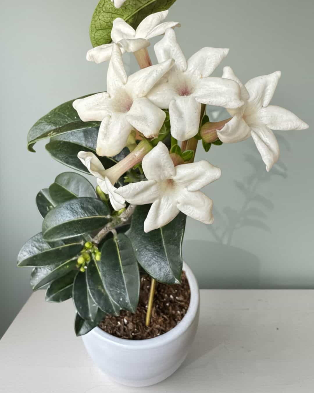 Jazmín de Madagascar - planta aromática