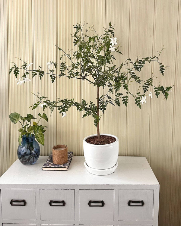 Jazmin Estrella planta aromatica