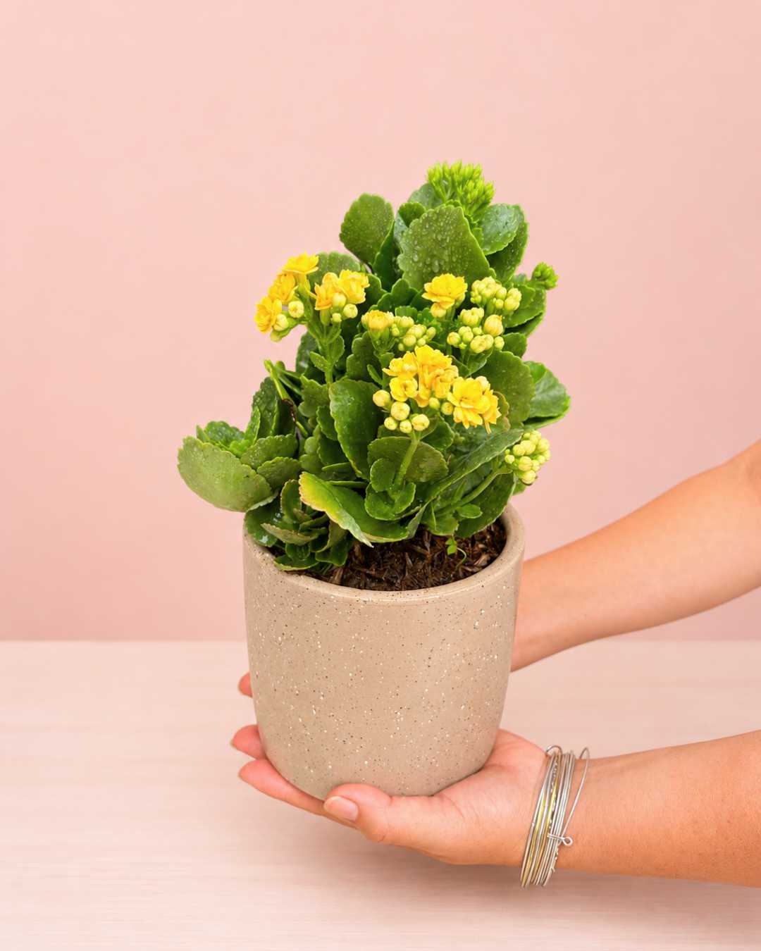 Kalanchoe Amarillo – Flor de la Fortuna