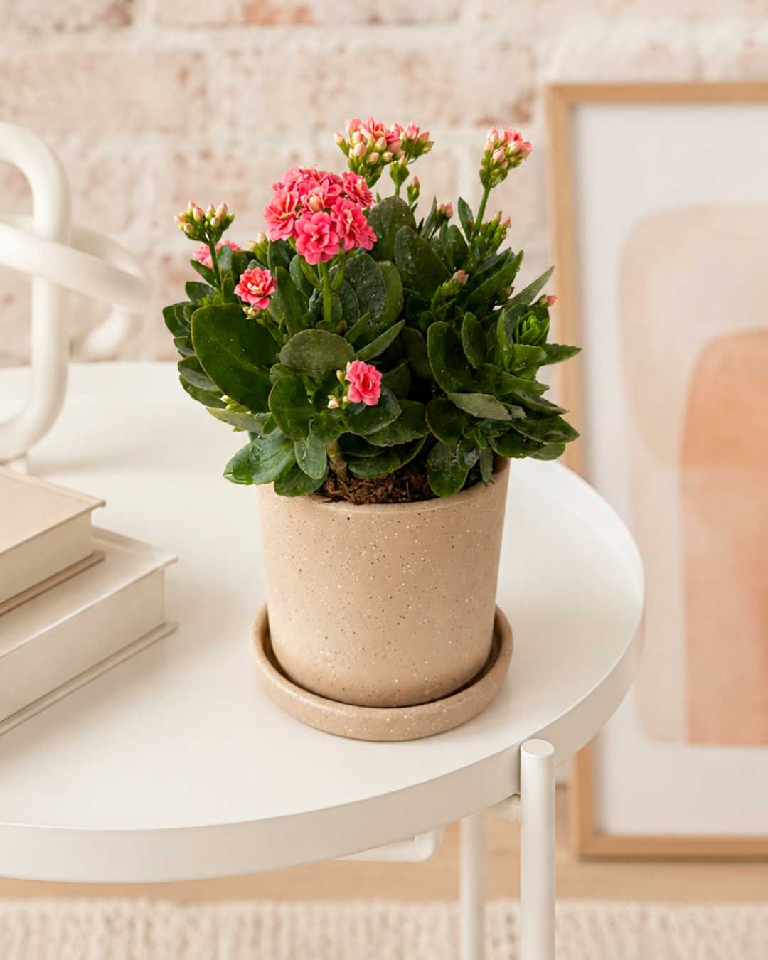 Kalanchoe Rosa – Flor de la Fortuna