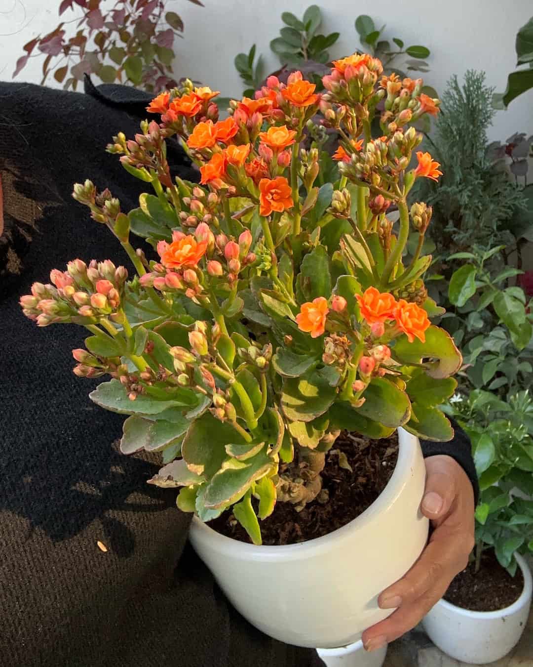 Kalanchoe Naranja – Flor de la Fortuna