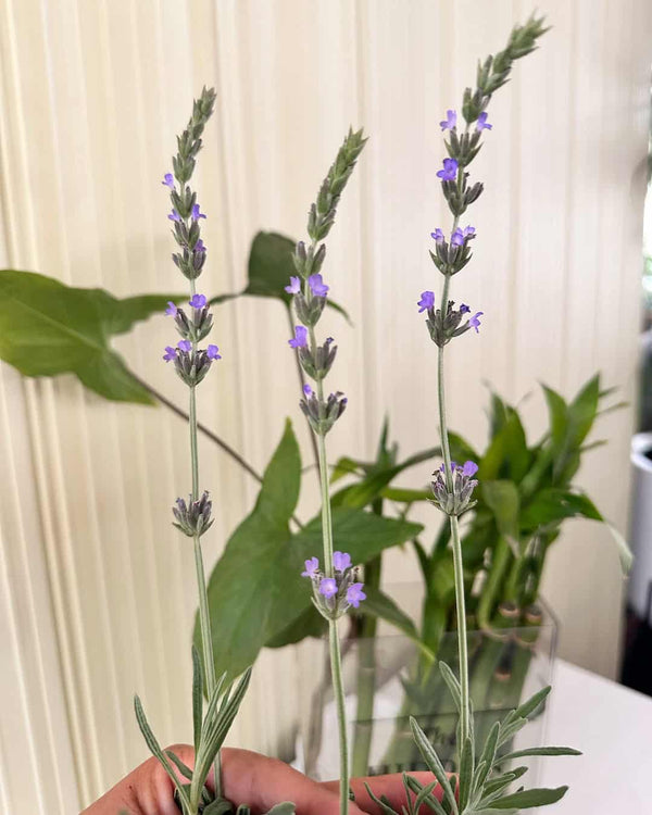 Lavanda - planta aromatica