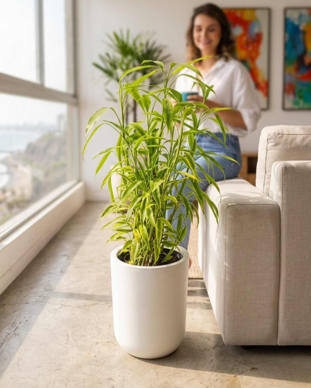 lucky bamboo en maceta Lucky Bambú Maxi + maceta de fibra de vidrio – Mi Jardín