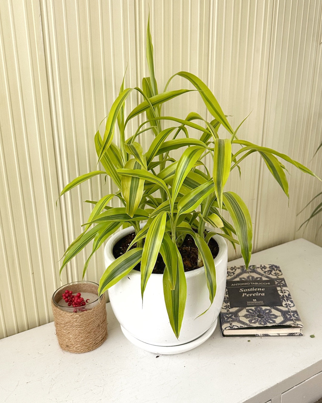 lucky bamboo en maceta Lucky Bambú – Mi Jardín