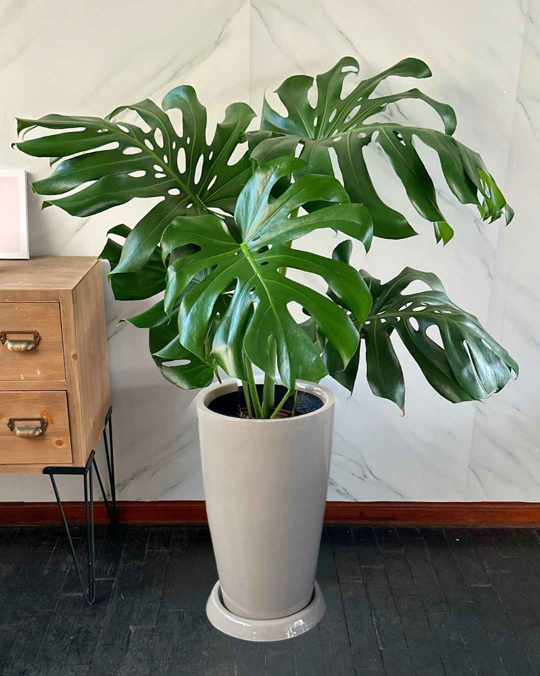 como limpiar las hojas de monstera Monstera Deliciosa hoja grande en Maceta fibra de vidrio 2x – Mi Jardín