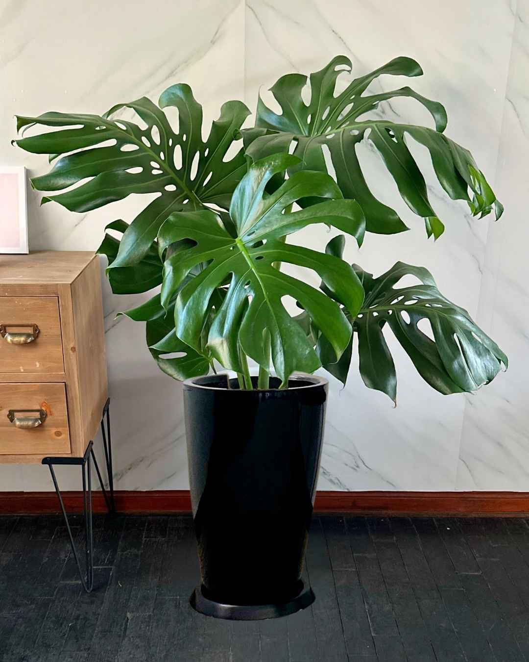 monstera deliciosa donde comprar Monstera Deliciosa hoja grande en Maceta fibra de vidrio 2x – Mi Jardín