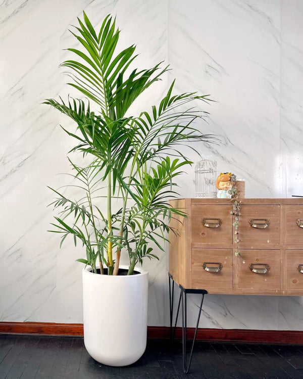 Palmera Bambú