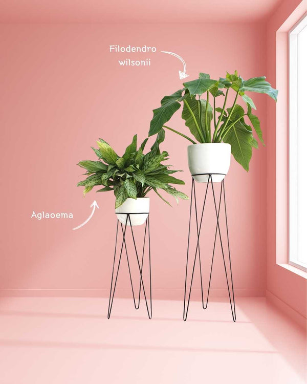 Pedestal Victoria con plantas de interior