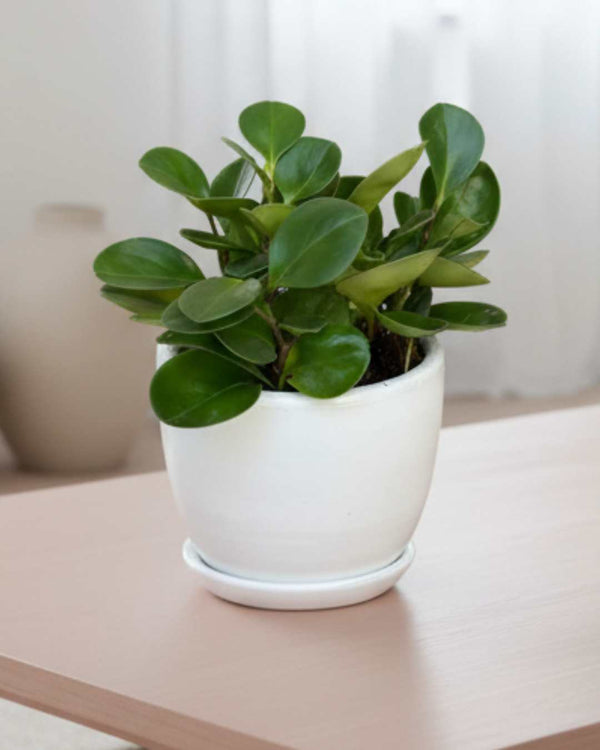 Peperomia Verde - Feng Shui