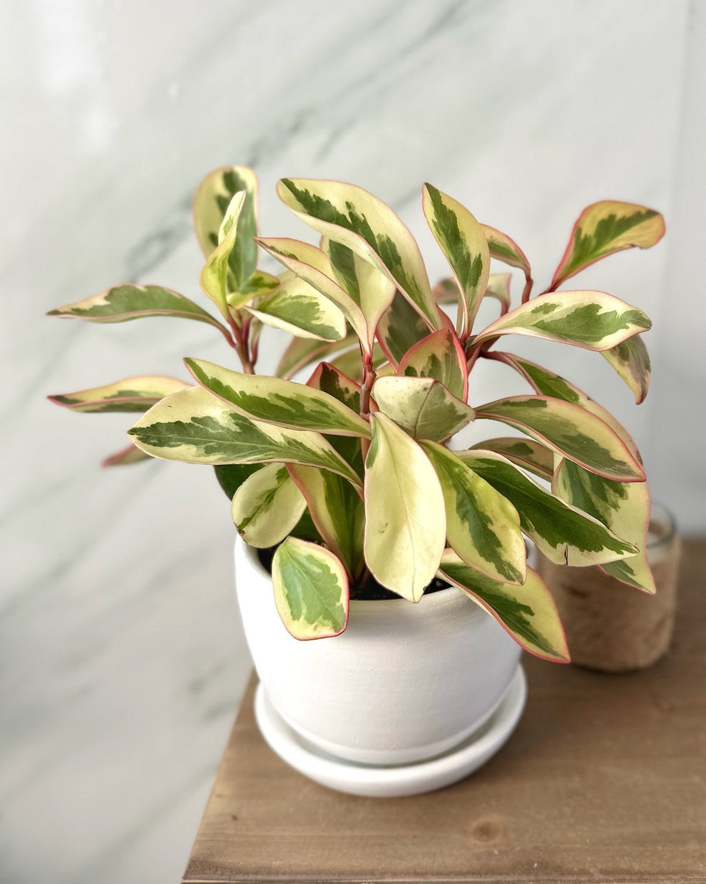 Peperomia tricolor – Mi Jardín