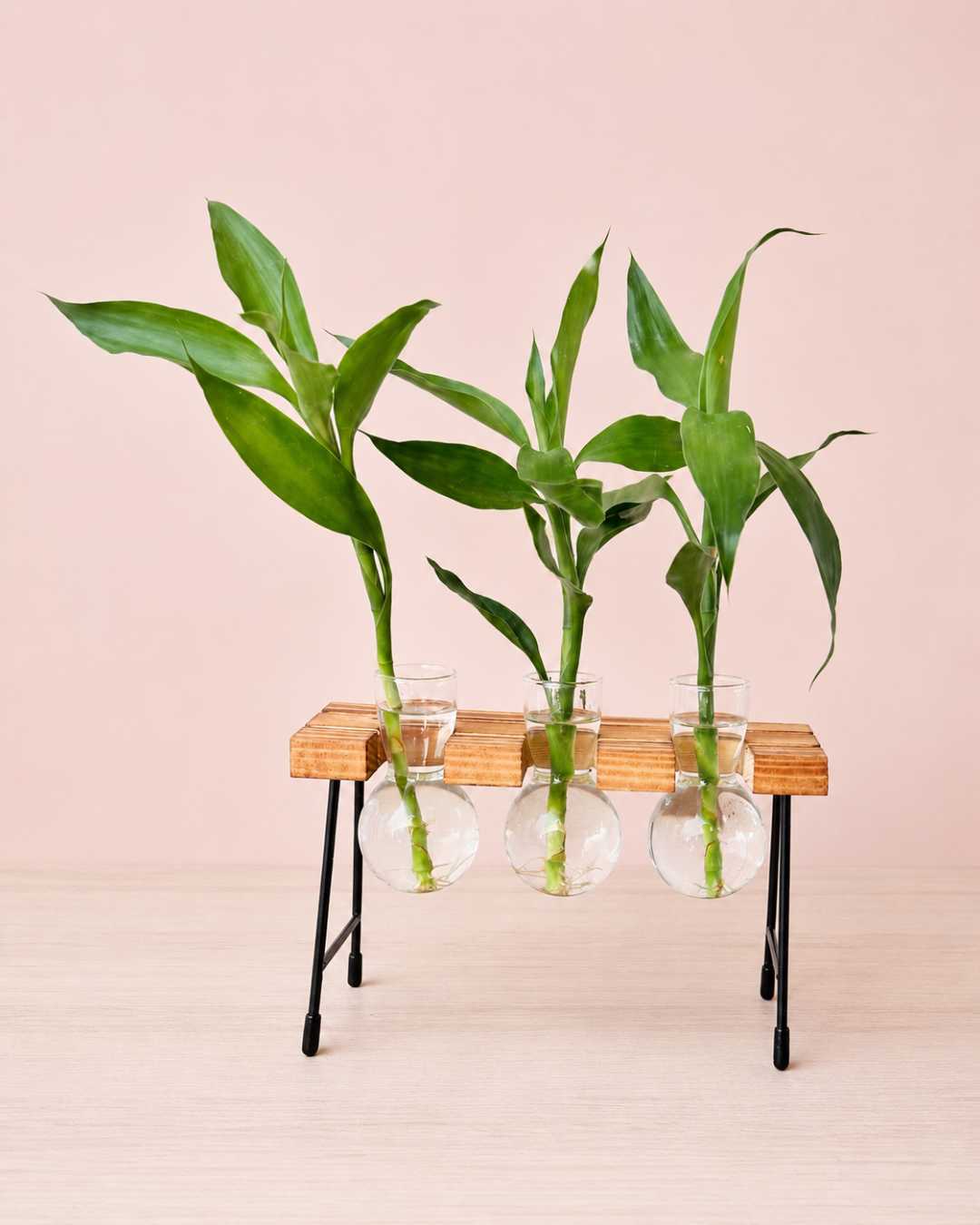 Hidroterrario Milan con 3 Lucky Bambú | Planta en Agua para Interior