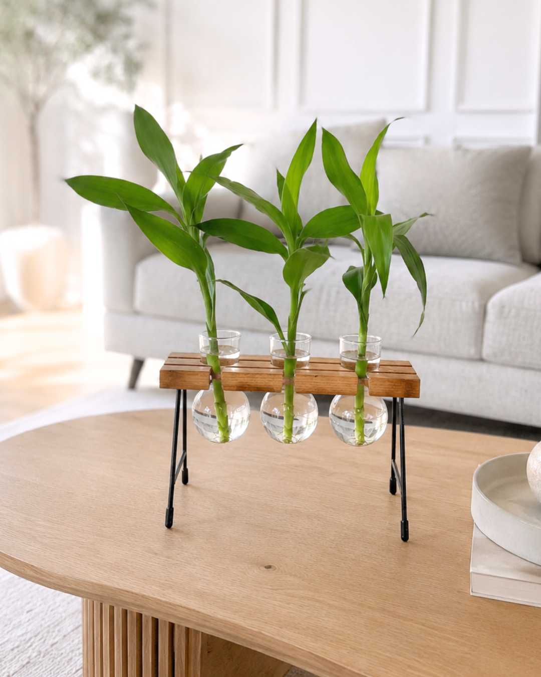 Hidroterrario Milan con 3 Lucky Bambú | Planta en Agua para Interior