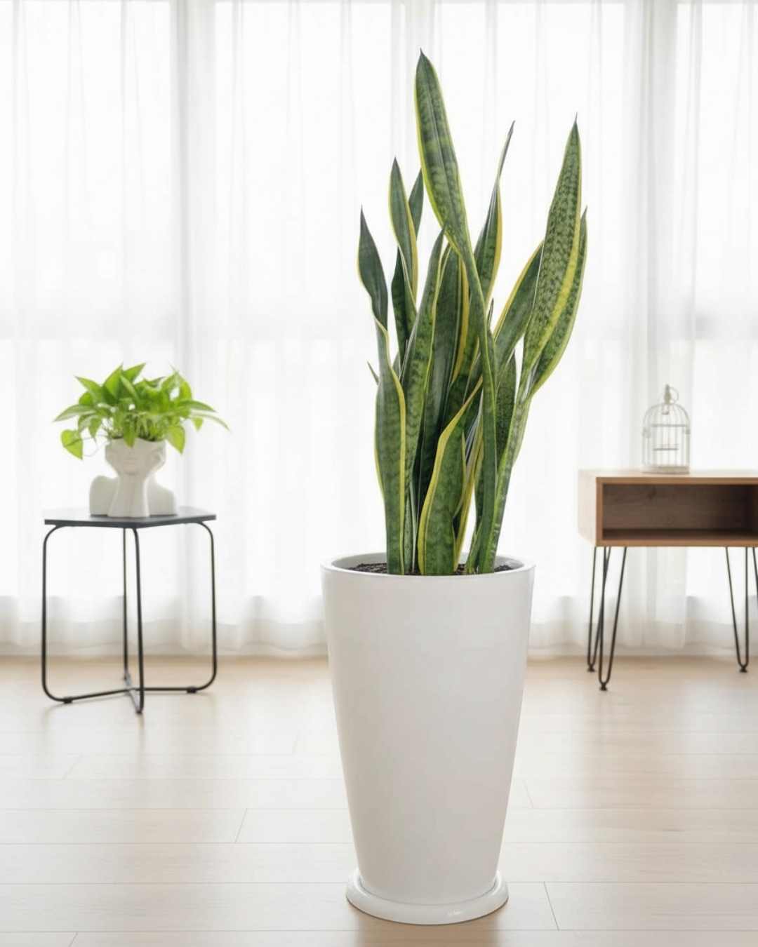 Sansevieria Golden en Maceta fibra de vidrio
