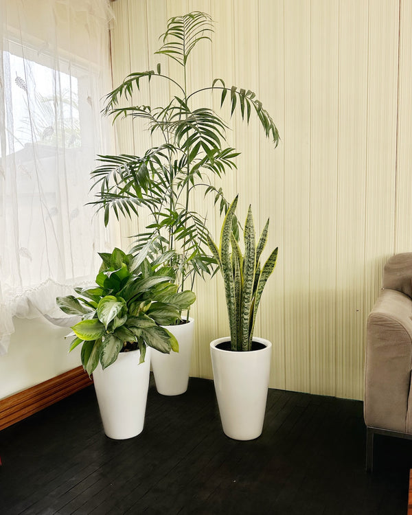 Set Plantas oficina grande