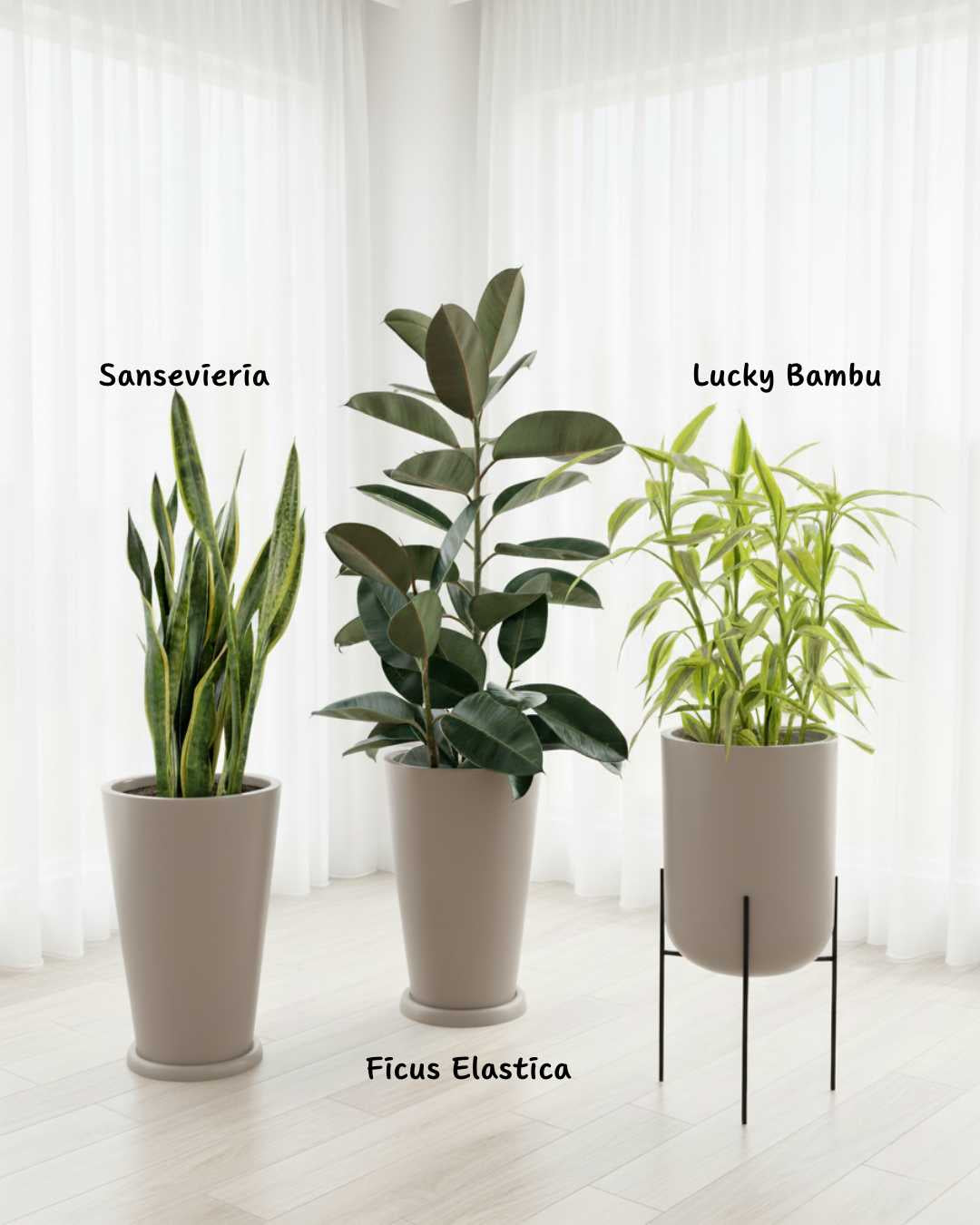 Set Super Plantas