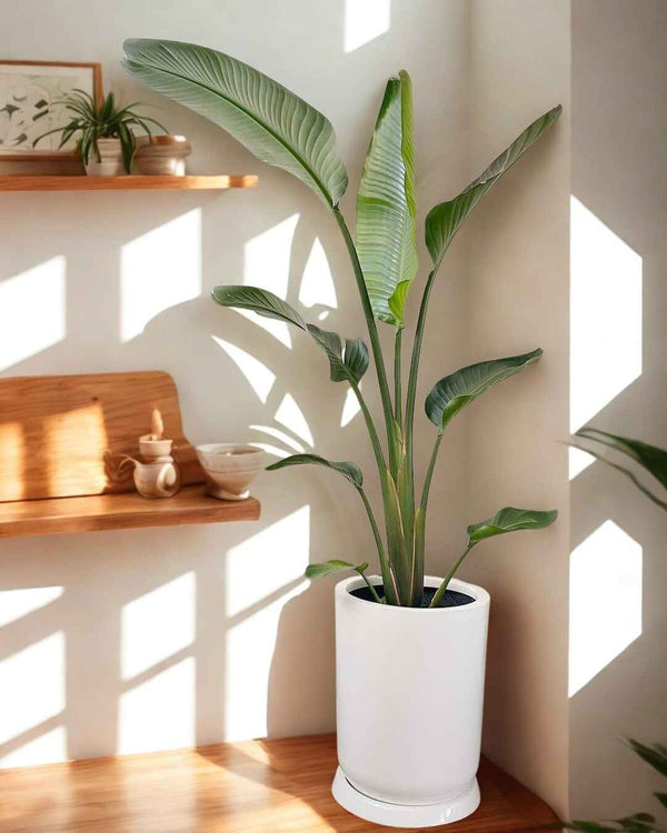 Strelitzia Nicolai - Ave del paraíso