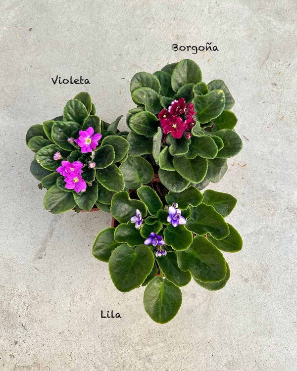 Set 3 Violetas